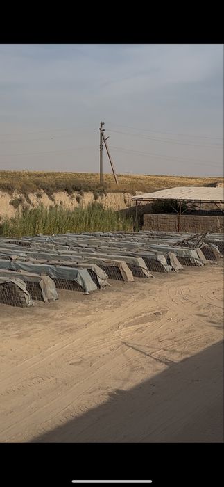 Pishgan gisht zavodan dastavka