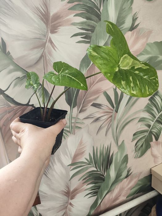 Сортовые сингониумы