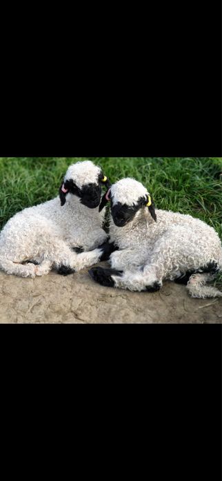 Miel Elvetian rasa Volais  Blackmose