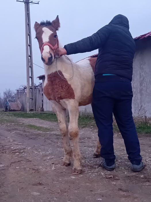 Vand manz gypsy vanar vârstă 3 luni  manzul se da la 4 luni