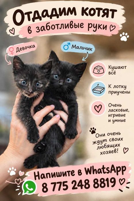 Отдам котят даром в добрые руки