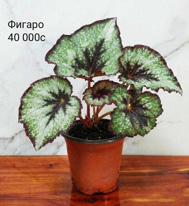 Молоденькие сортовые бегонии.