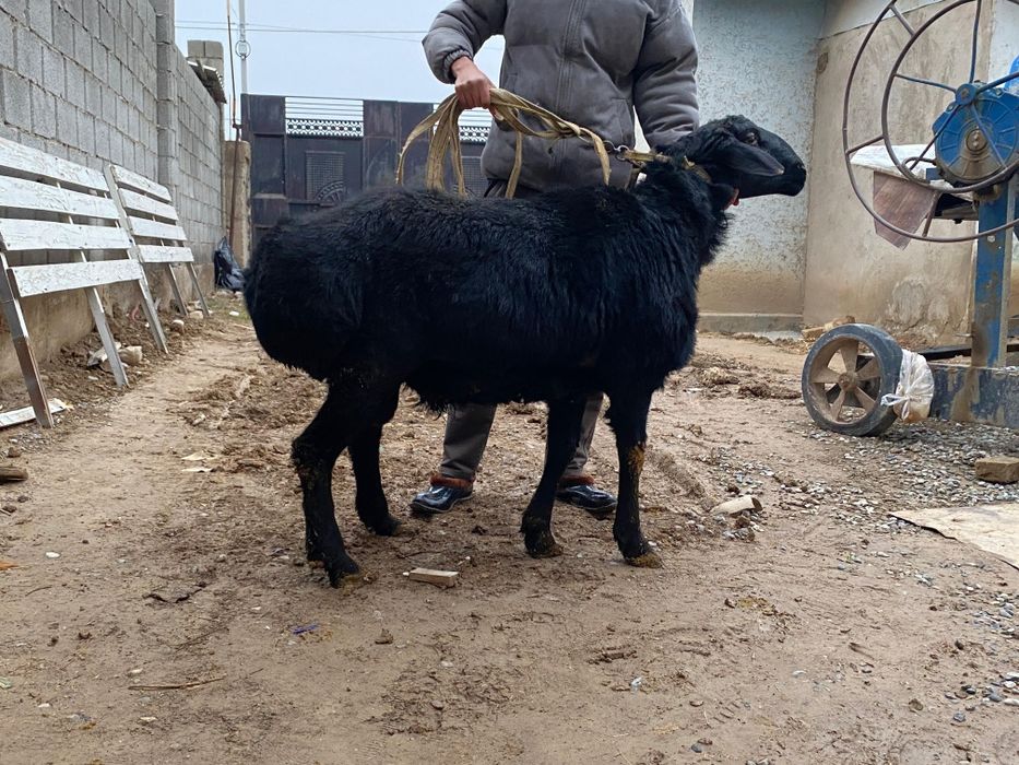 Арашан қошқар гисары қошқар сатылады