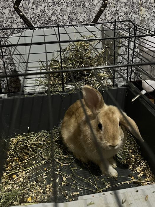 Декоративные кролики