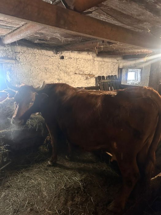 Продам корову!!!