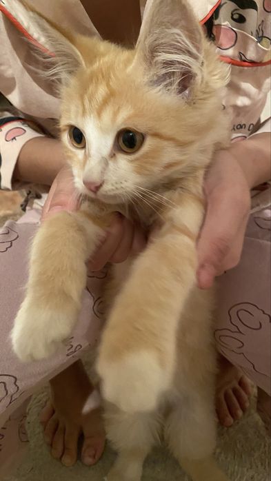 Продается кошка мейн-кун
