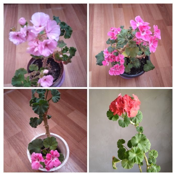 Продам герань,алое, бегония