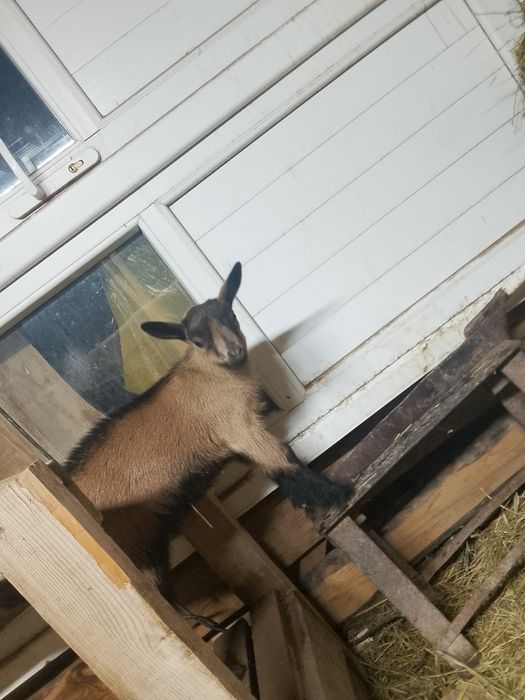 Альпийски Француз теке лақтар сатылады