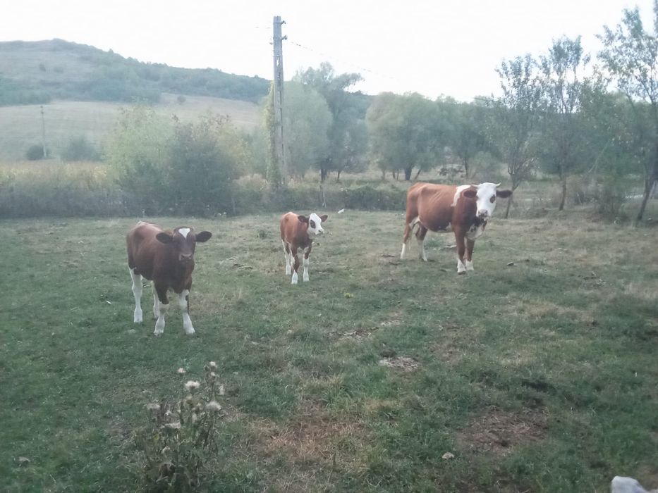 Vand vaca cu viței