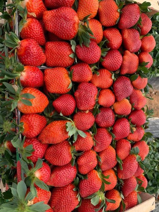 Продавам расат ягоди и малини