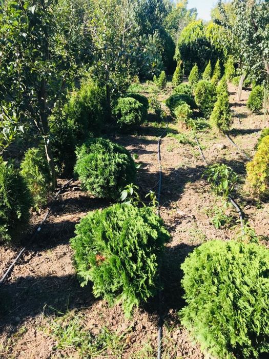 Tuia, plante ornamentale gradina, magnolii, pepiniera Sascut