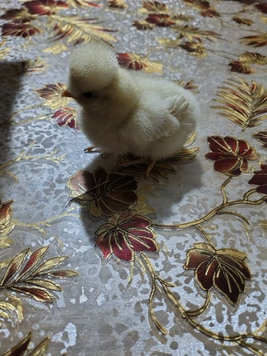 Pui de găină țărănești moțați gât golaș bărboși și încălțați