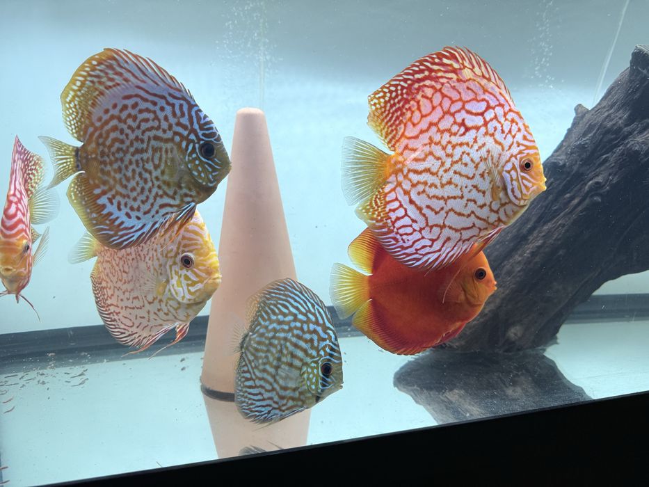 Se vinde pereche discus confirmata