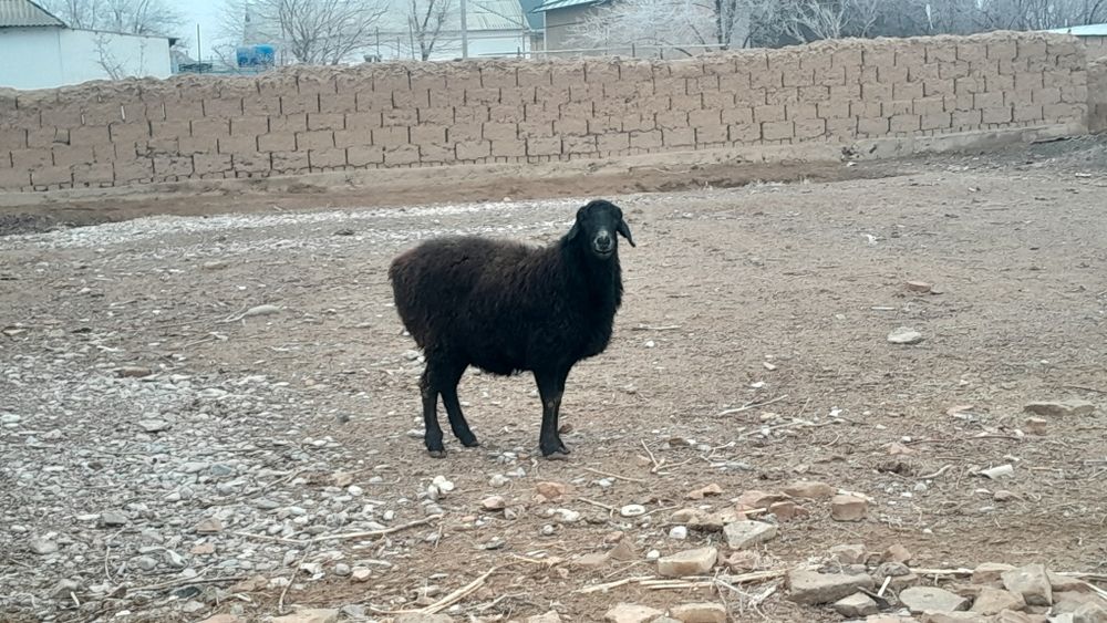 Қозылы қой мен дәу қой