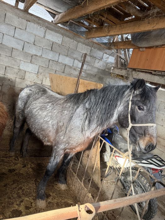 Жақсы жылқылар семіз