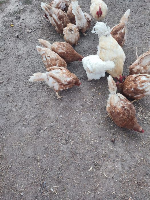 Продам кур Ломан Браун