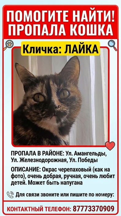 Пропала домашняя кошка