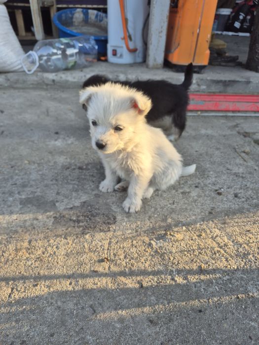 Donez catei talie medie