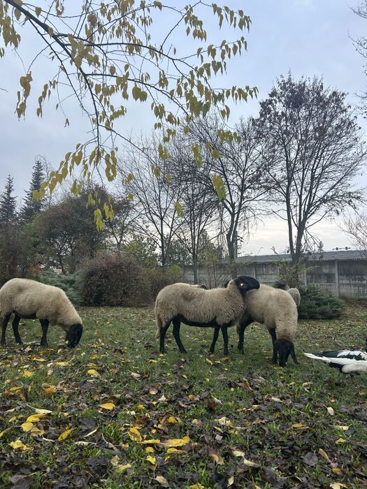 Vand oi tigaie sarbeasca.