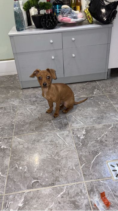 Donez pui in jur de 6 luni