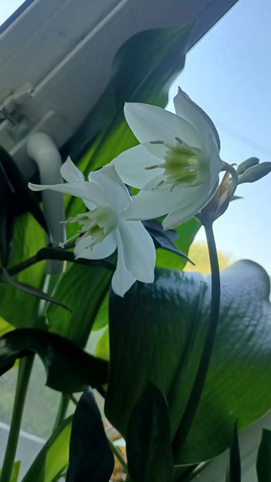 Эухарис (Амазонская лилия)