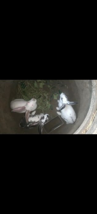 Quyonlar sotiladi!