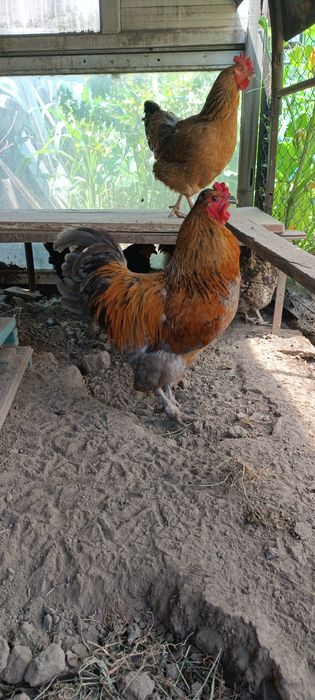 Продам петуха молодого