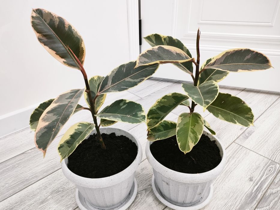 красивые цветы, доставка