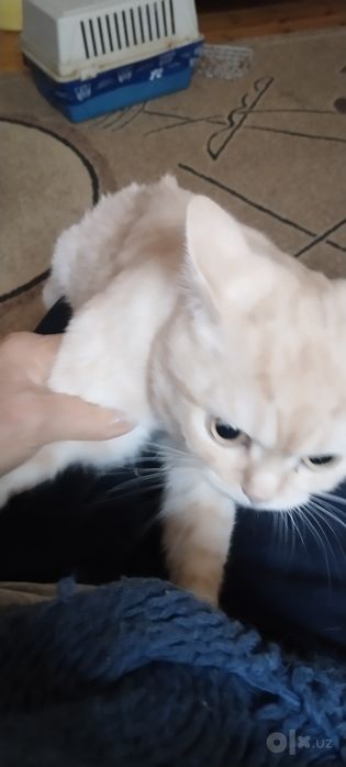 Вязкая с золотистая шиншила!