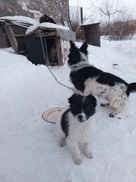 Дарю щенков маленькой породы