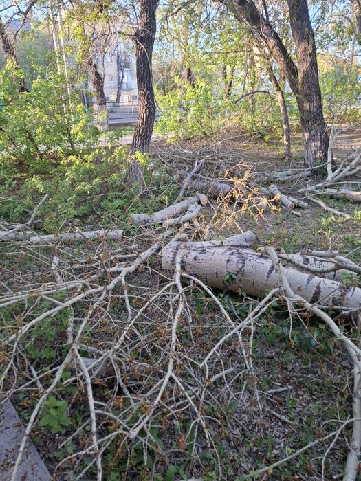 Отдам дрова даром