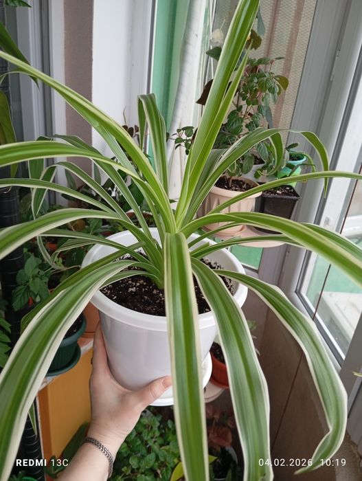 Продам комнатные растения