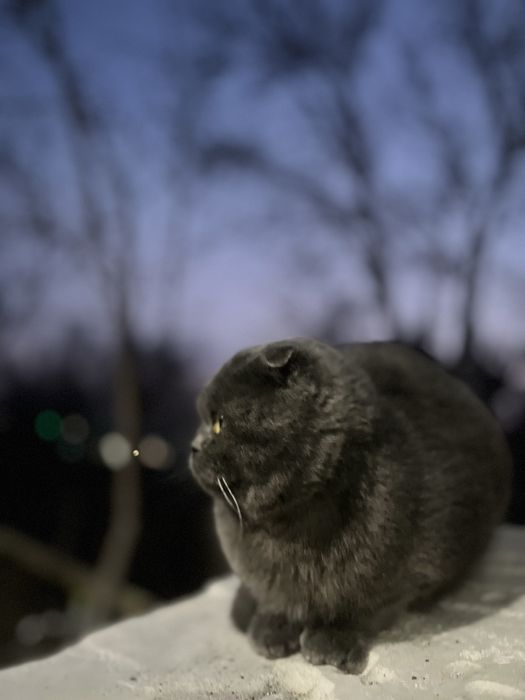 Toza zotli Scottish Fold mushuk sotiladi