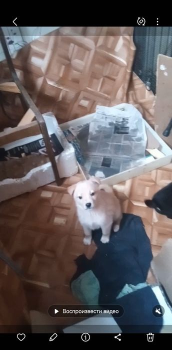 Подарю красивых щенков.