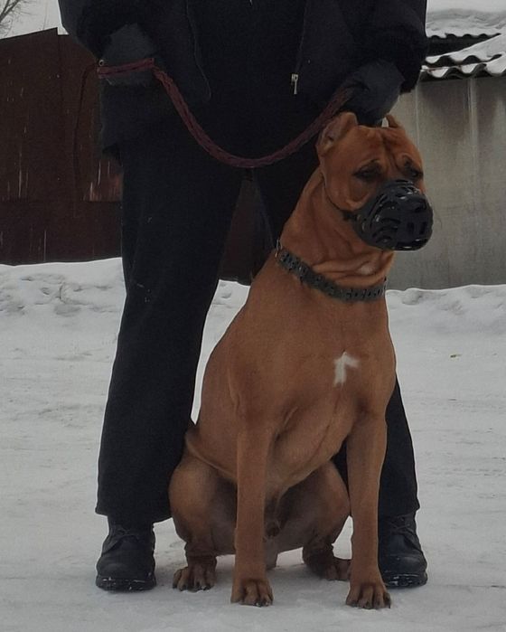 Продам чистокровного питбуля