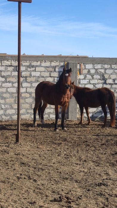 Продается Айгир русский тяж.