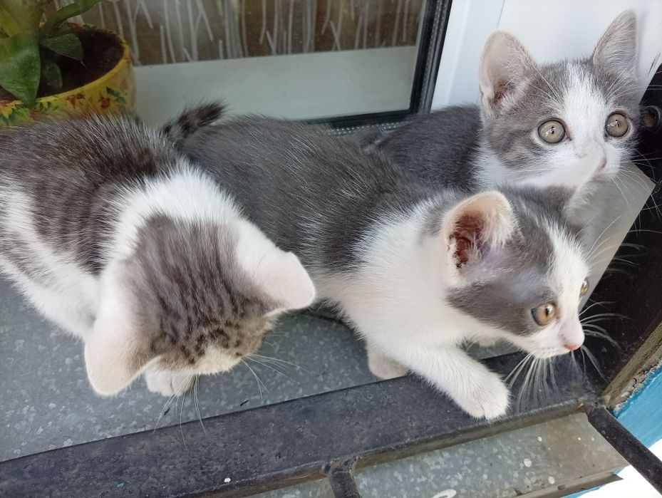 Пристраиваются котята