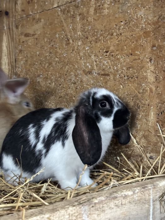 Iepuri berbec german