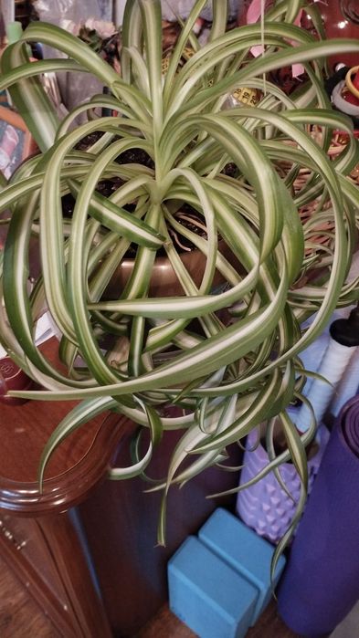 Продам комнатные цветы