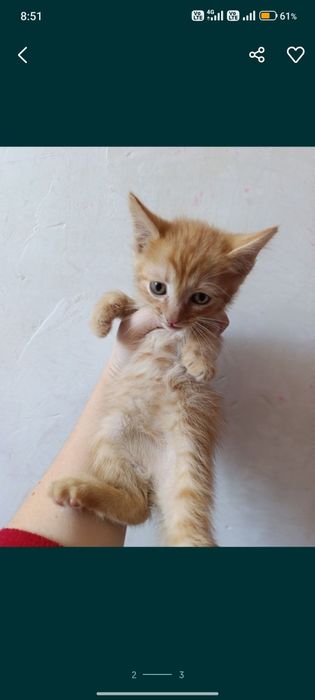 Отдам котят помесь