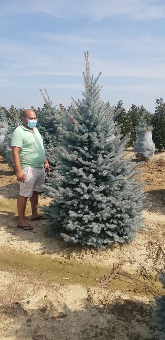 Vindem tuia smaragd de mai multe dimensiuni  brazii argintiu și verde