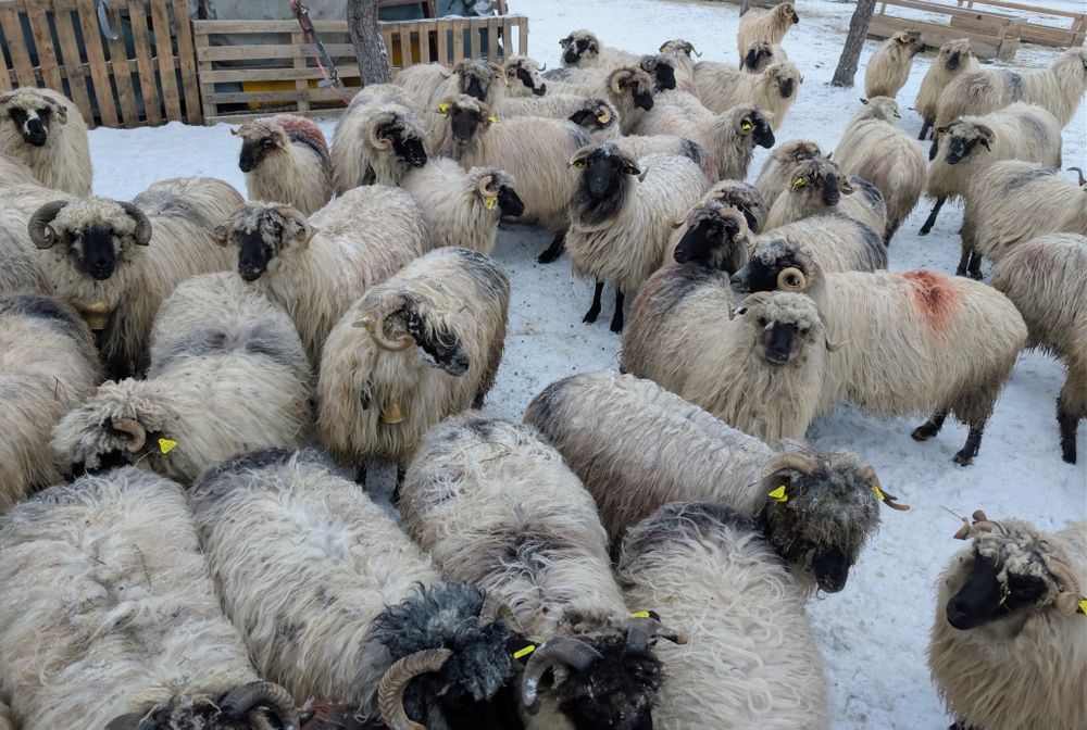 Oi bucălai de vânzare