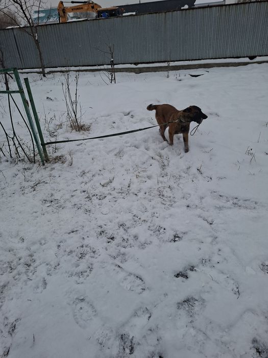 Белгийская овчарка Малинуа