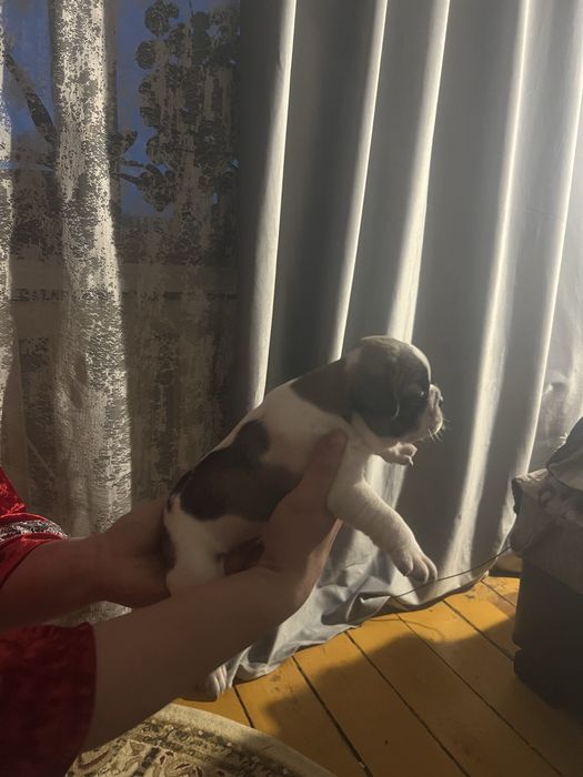 Продам французиков