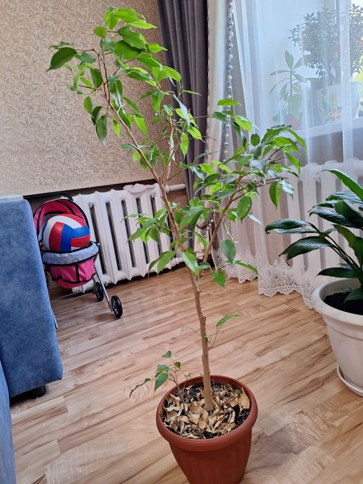 Продам цветы разные.