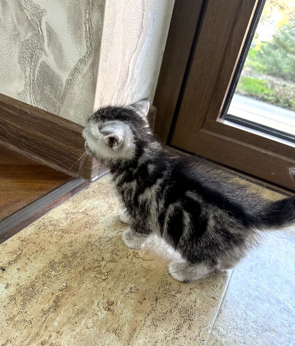 Бритаская порода