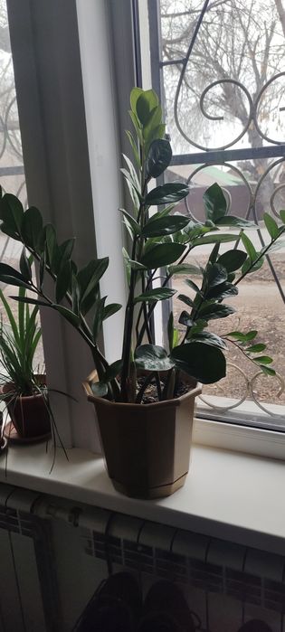 Продам цветы комнатные