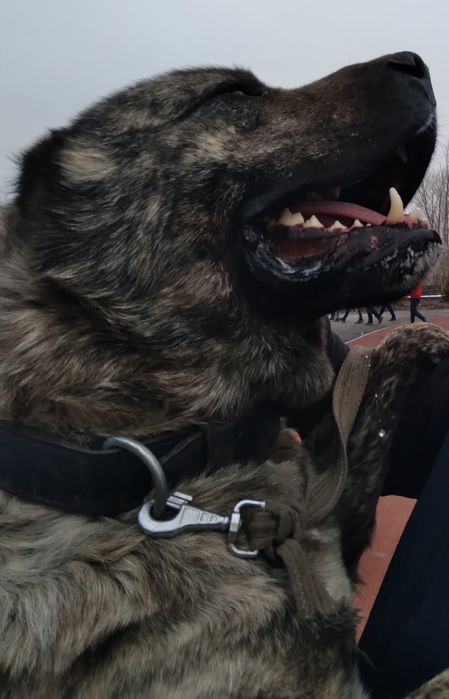 Вязка Алабай в городе