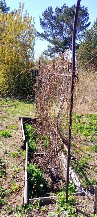 Дача Нефтяник 4 сотки