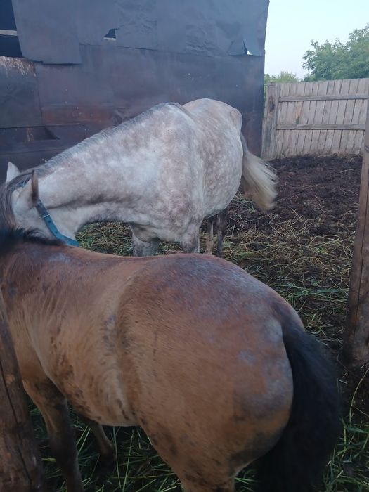 Продам кобыла с жеребенком  и кобылу